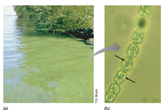 <p><span>structures that confer buoyancy and allow the cells to</span><br><span>position themselves in regions of the water column that best suit their metabolisms</span></p><ul><li><p>present in <span>Cyanobacteria (algae blooms)</span></p></li></ul><p></p>
