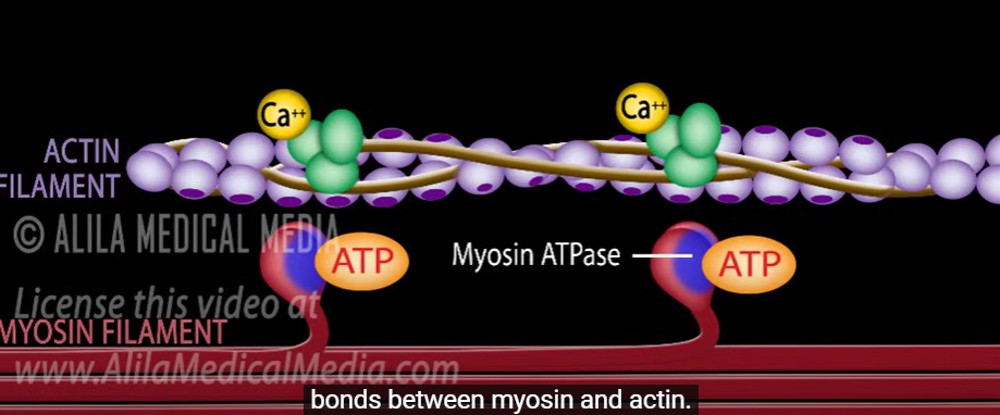 <p>What is the role of ATP in the molecular mechanism of contraction? </p>