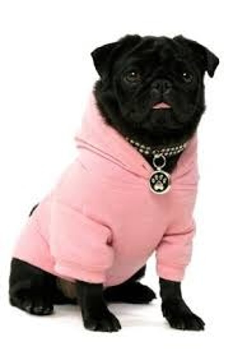<p>bring/wear</p>