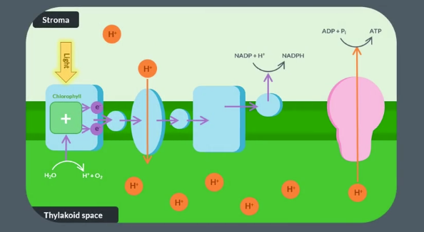 <p>NADP and a proton</p><p>reduced NADP or NADPH</p><p>ATP synthase</p><p>Chemiosmosis</p><p>ADP+Pi → ATP</p>