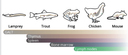 <ul><li><p><span>Almost all vertebrates have GALT</span></p></li><li><p><span>Most vertebrates have some sort of thymus or spleen</span></p></li><li><p><span>Not many vertebrates generate lymphocytes in the bone marrow&nbsp;</span></p><ul><li><p><span>Sharks and rays are the earliest organisms with B- and T-cells&nbsp;</span></p></li></ul></li><li><p><span>Not all vertebrates have lymph nodes (they are a more recent evolutionary trait)</span></p></li><li><p><span>Innate immune systems are found in vertebrates, invertebrates, fruit flies and plants</span></p></li><li><p><span>Adaptive immune systems are only found in subphylum vertebrata (all animals with backbones)</span></p><ul><li><p><span>Only more complex organisms within this subphylum have well-developed adaptive immune systems</span></p></li><li><p><span>B-cells and T-cells are only found in jawed vertebrates</span></p></li></ul></li></ul>