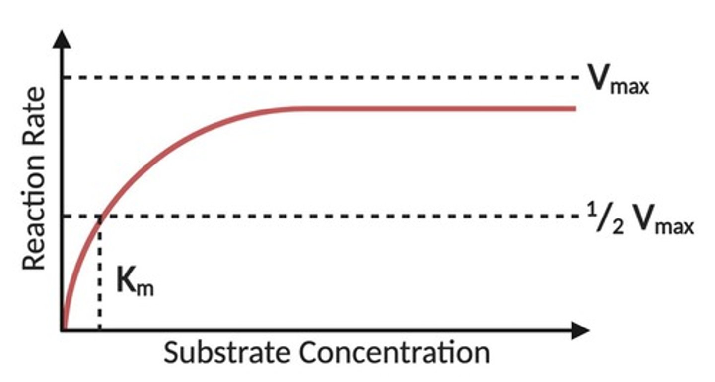 <p>The maximum rate of a reaction when the enzyme is saturated with substrate.</p>