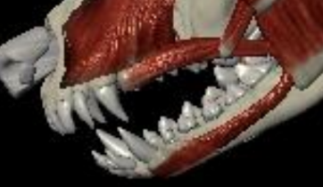 <p>ORBICULAR DE LA BOCA</p>