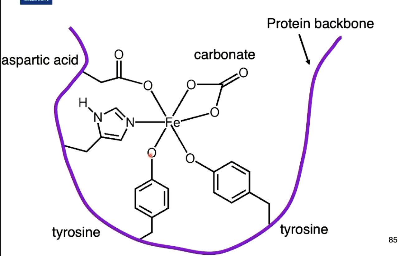 <p>Octahedral coordination geometry, with coordination number of 6.</p><p><br>Ligands are:<br>2 tyrosine (deprotenated oxygen atom)<br>aspartic acid (deprotenated oxygen atom, only monodentate, but in other circumstances may be bidentate)<br>carbonate (bidentate ligand)<br>histidine (deprotenated nitrogen atom)</p><p><br><br>REST OF AA IS THERE, DRAW IT.</p>