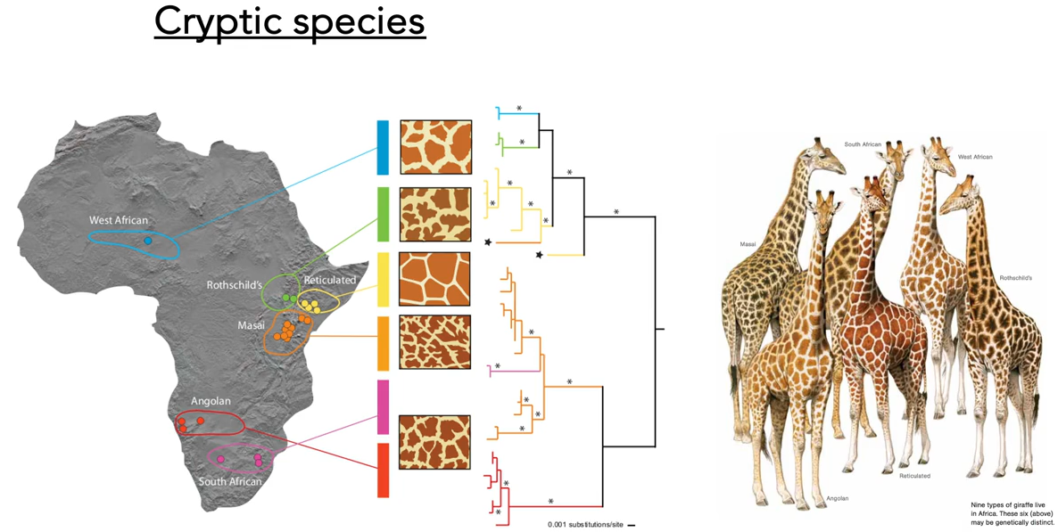 <p>The group of giraffes are morphologically similar, but are genetically different.</p>