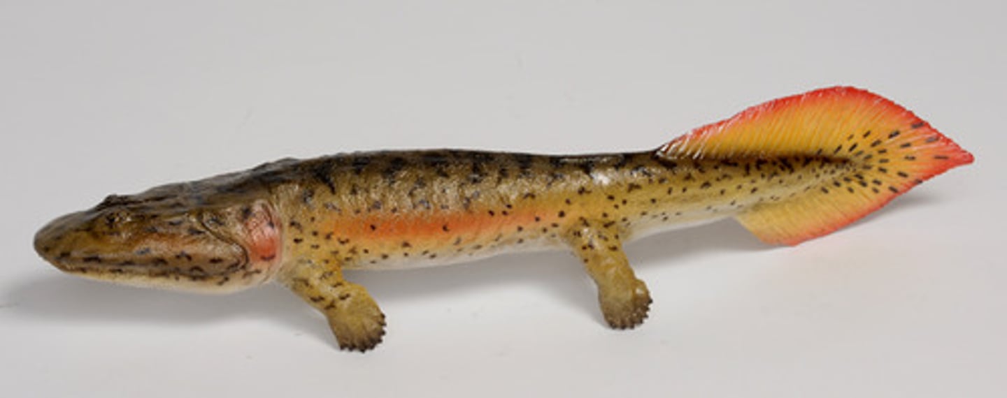 <p>term for reptiles, birds, and mammals</p><p>-completed transition to land</p><p>-amniote egg</p>