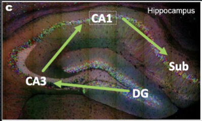 <p>subregions of hippocampus </p>