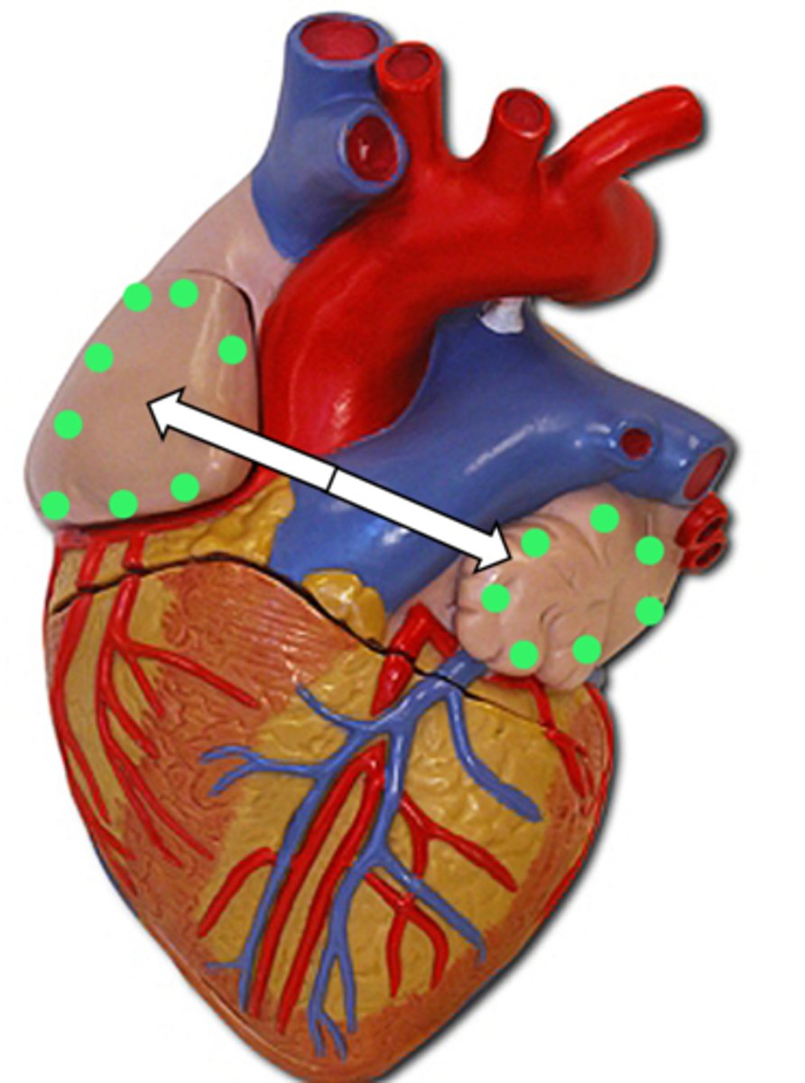 <p>name the structure</p>