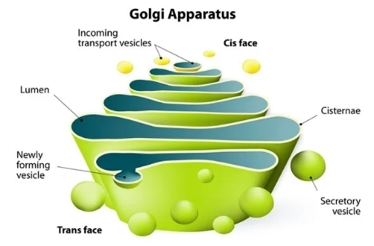 <p><strong>transportuje a upravuje prot.</strong>, syntéza polysacharidov a imunogglobulínov, tvorba vačku pri exocytóze, tvorba materiálu pre BS</p><p>u rastlín <strong>diktyozóm</strong></p>