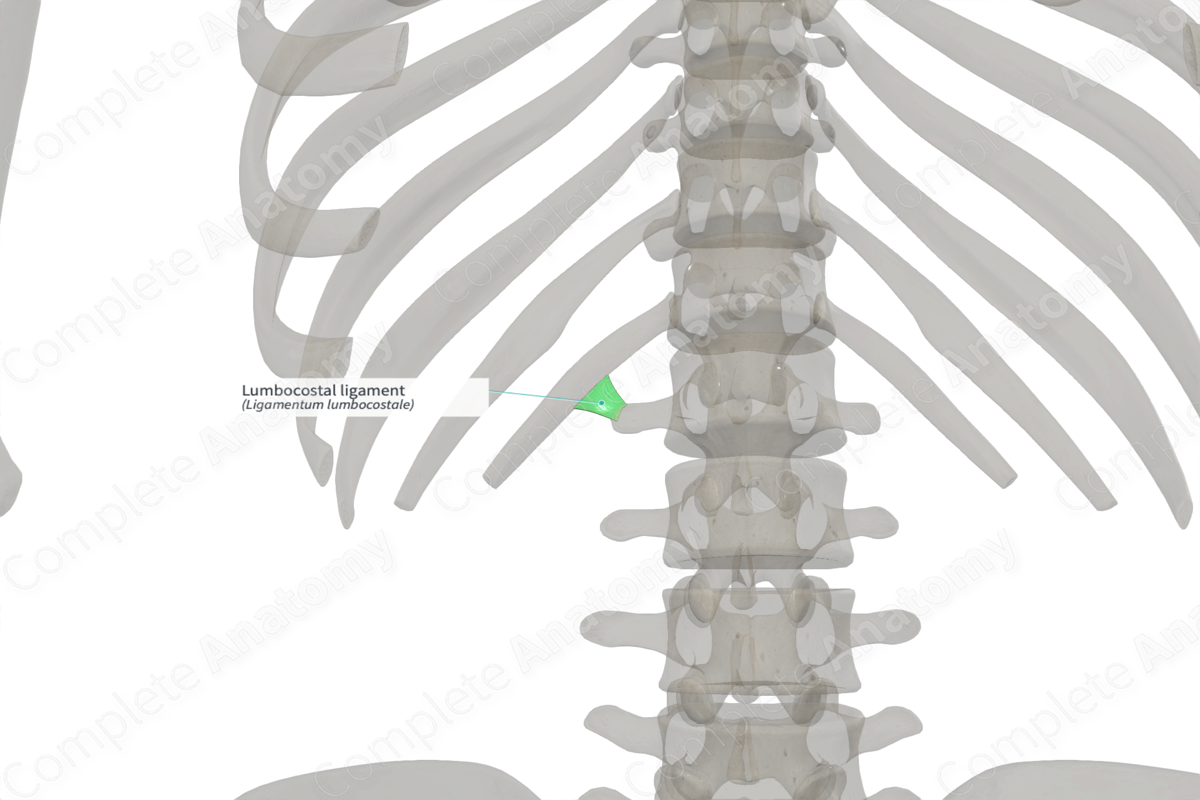 <p><span>lig. lumbocostale</span></p>