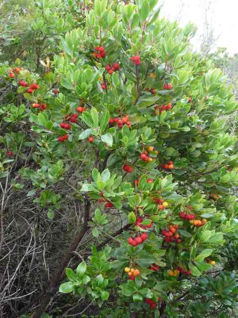 <p>Arbutus unedo</p>