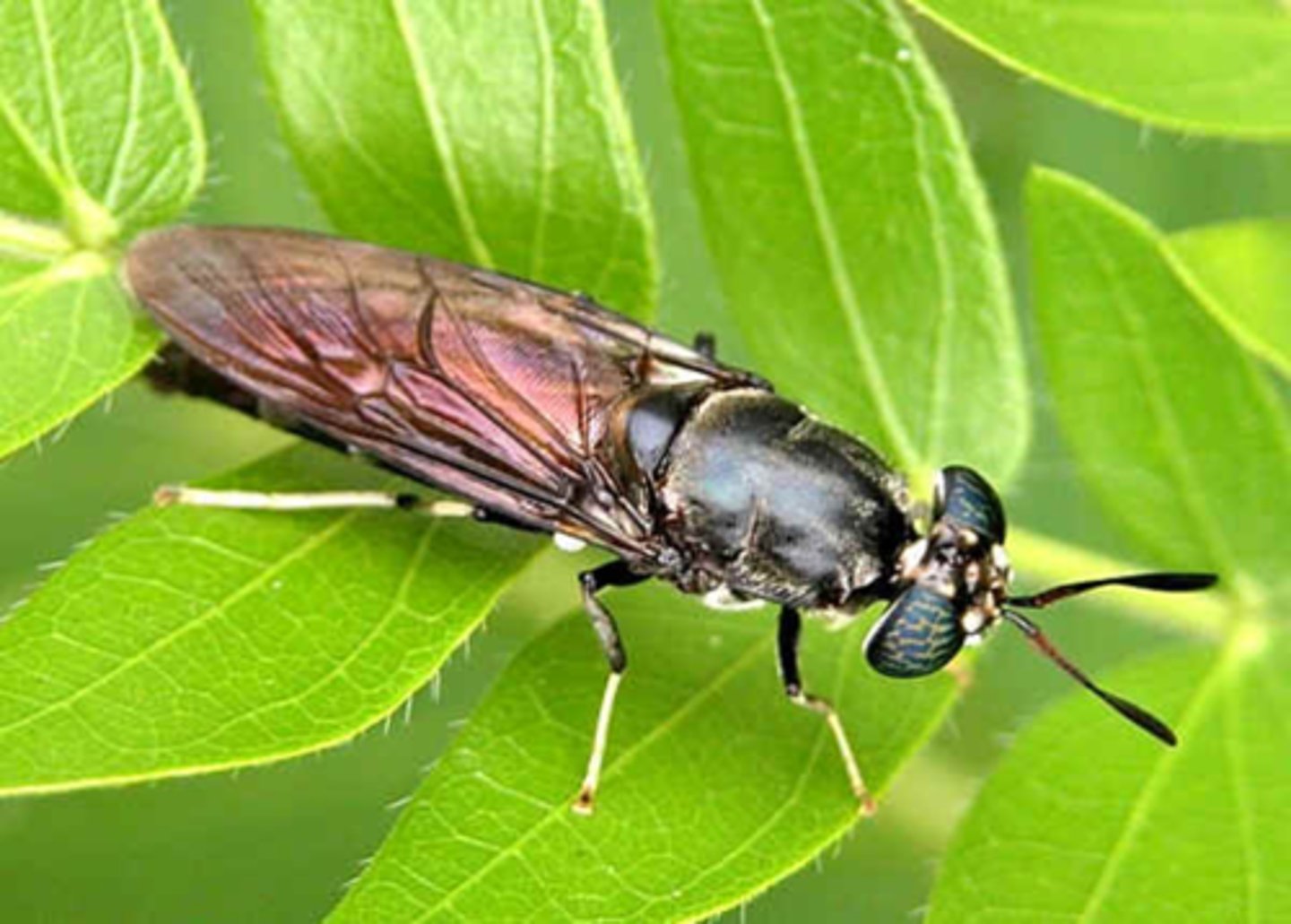 knowt flashcard image