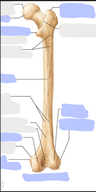 <p>Posterior view of the Right Femur</p>