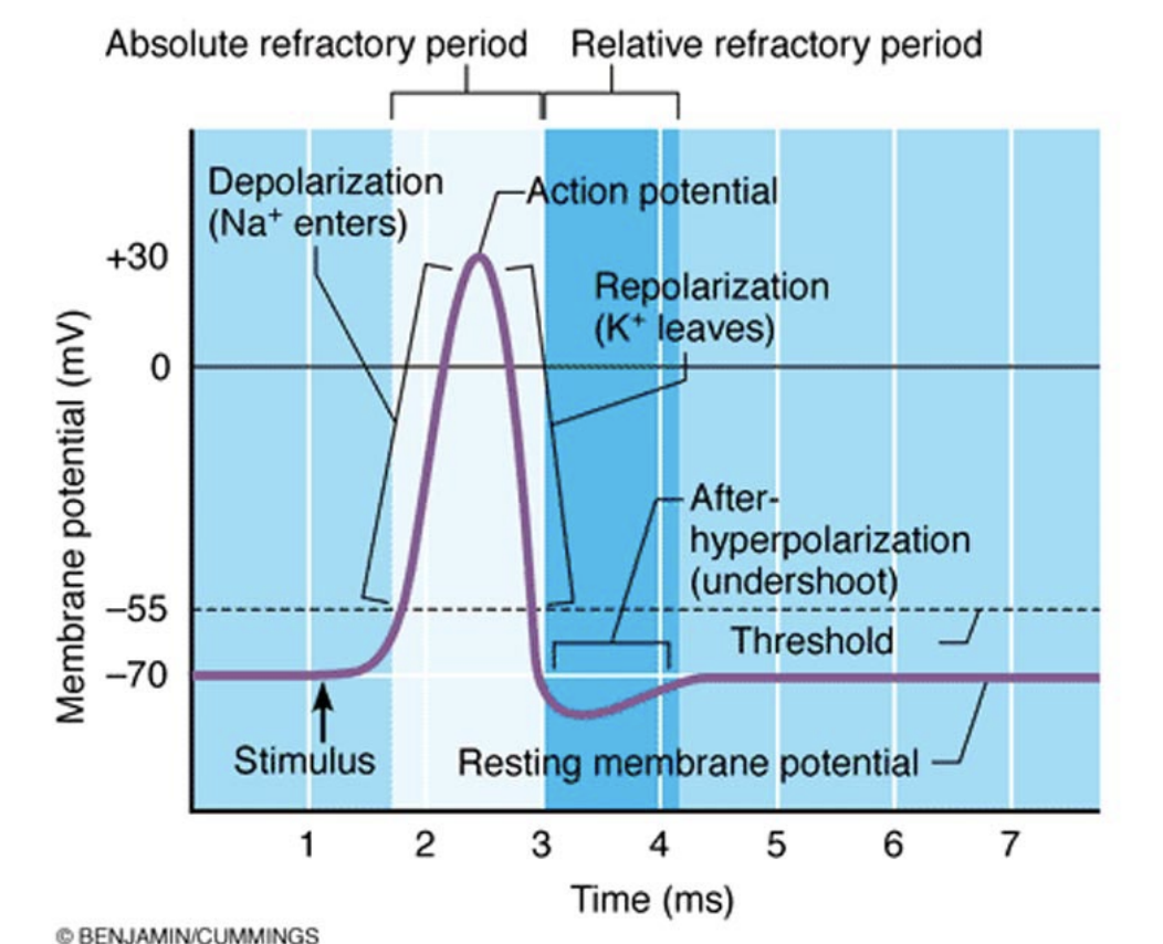 <p>absolute refractory period and relative refractory period</p>