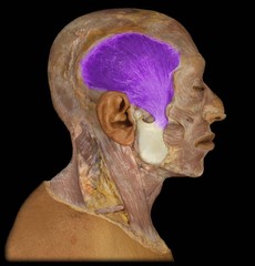 elevates and retracts mandible(closes jaw)
- deep
- muscle of mastication