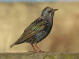 <p>European Starling<br>Sturnidae</p>