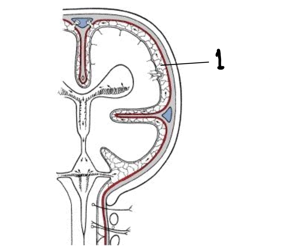 <p>What compartment in the meninges is this? What are its functions?</p>