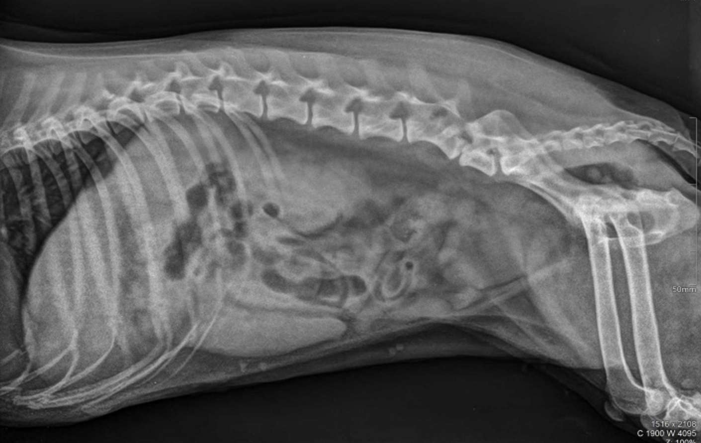<p>Latero-lateral position, dog: Fractura vertebrae lumbales 6 True False</p>