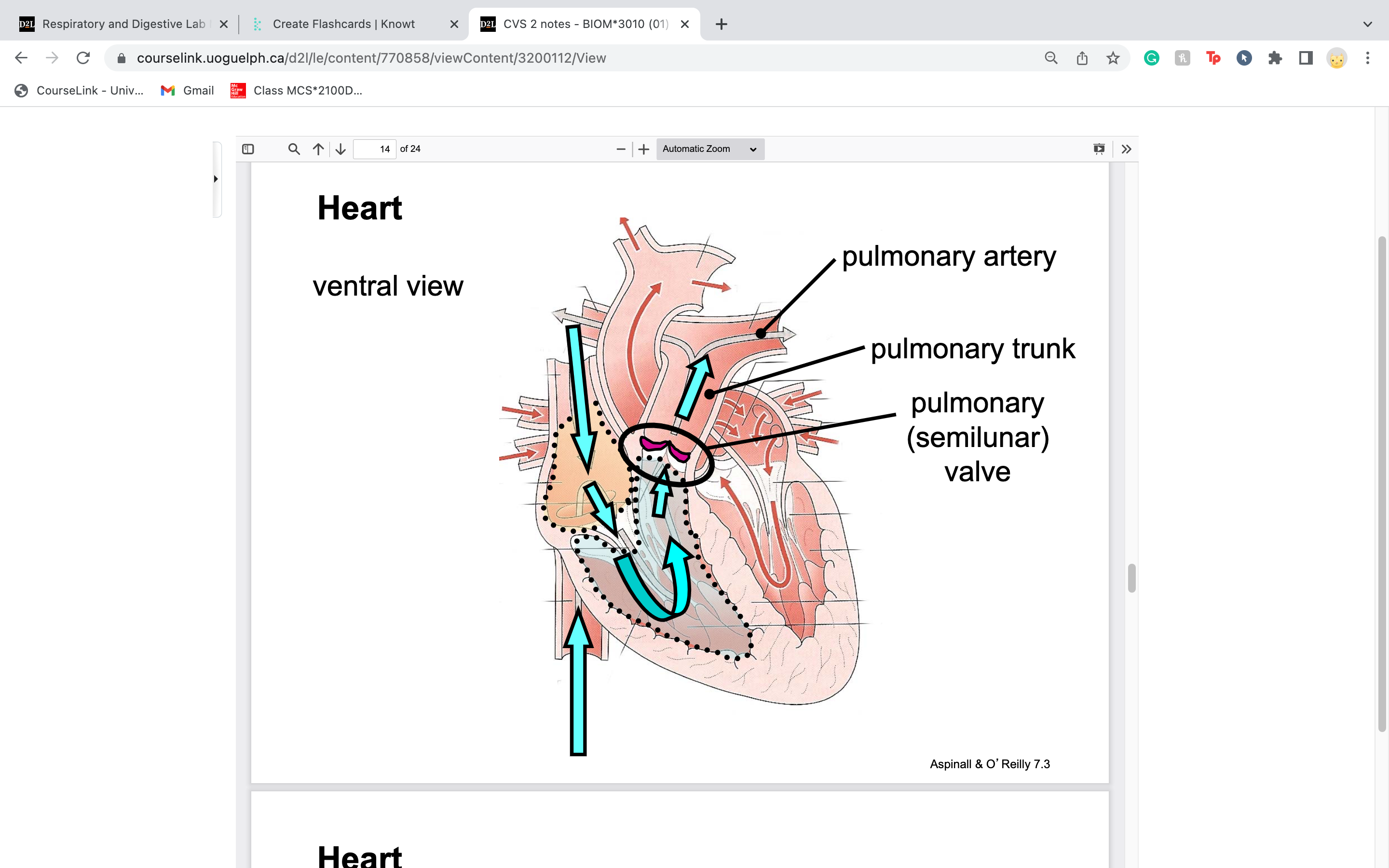 knowt flashcard image