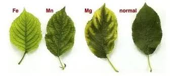 <ul><li><p>Occurs when plants lack sufficient iron, an essential micronutrient for chlorophyll production, leading to poor growth and yellowing of new leaves. </p></li><li><p>Symptoms may include interveinal chlorosis with green veins. </p></li><li><p>To fix this, iron chelates or foliar sprays can be applied to correct the deficiency. </p></li></ul><p></p>