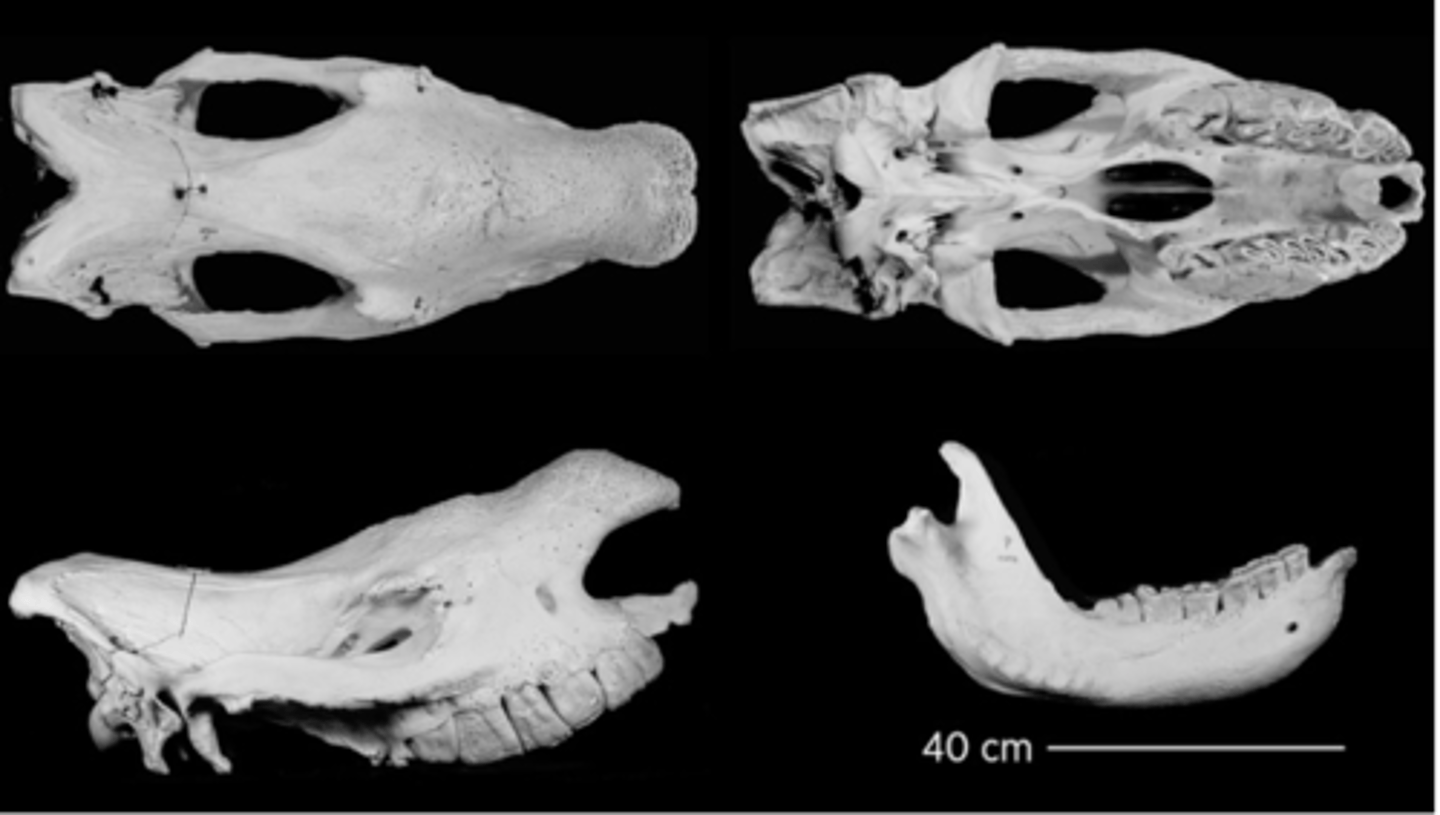 <p>What is the order and family?</p>