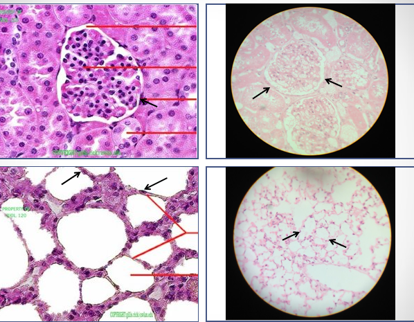 <p>Identify the shape of tissue</p>
