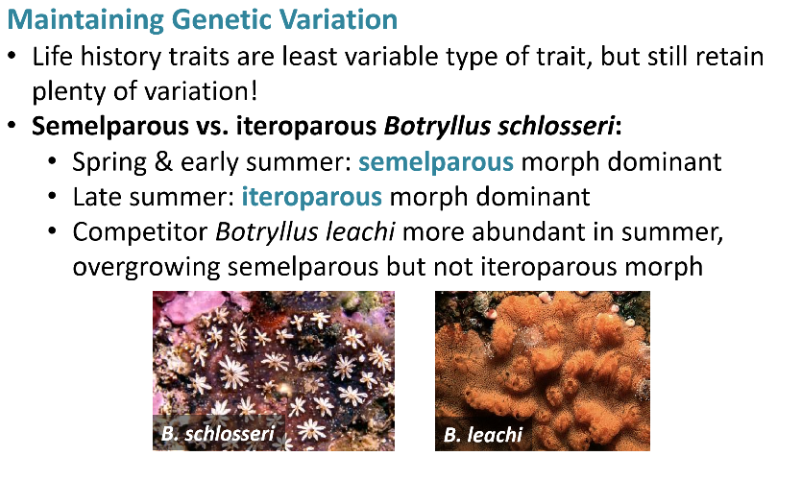 <p>In <em>Botryllus schlosseri</em>, semelparity is advantageous in spring and early summer when environmental conditions favor rapid growth and a single, large reproductive effort, maximizing fitness before potential threats arise. Iteroparity becomes advantageous in late summer when competition from <em>Botryllus leachi</em> increases, as iteroparous colonies are better able to survive and reproduce multiple times despite environmental stress. This seasonal variation in selective pressures maintains both life-history strategies in the population through genotype-by-environment interactions, preserving genetic variation despite strong natural selection.</p>