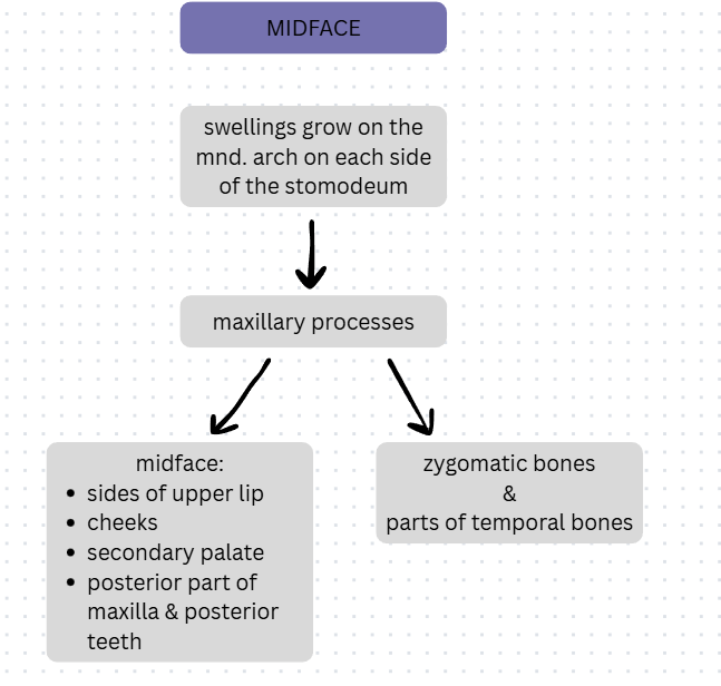<p>swellings of mnd arch → mx processes → </p><ul><li><p>midface: sides of upper lip, cheeks, secondary palate, posterior part of maxilla, posterior teeth</p></li><li><p>zygomatic bones & parts of temporal bones</p></li></ul><p></p>