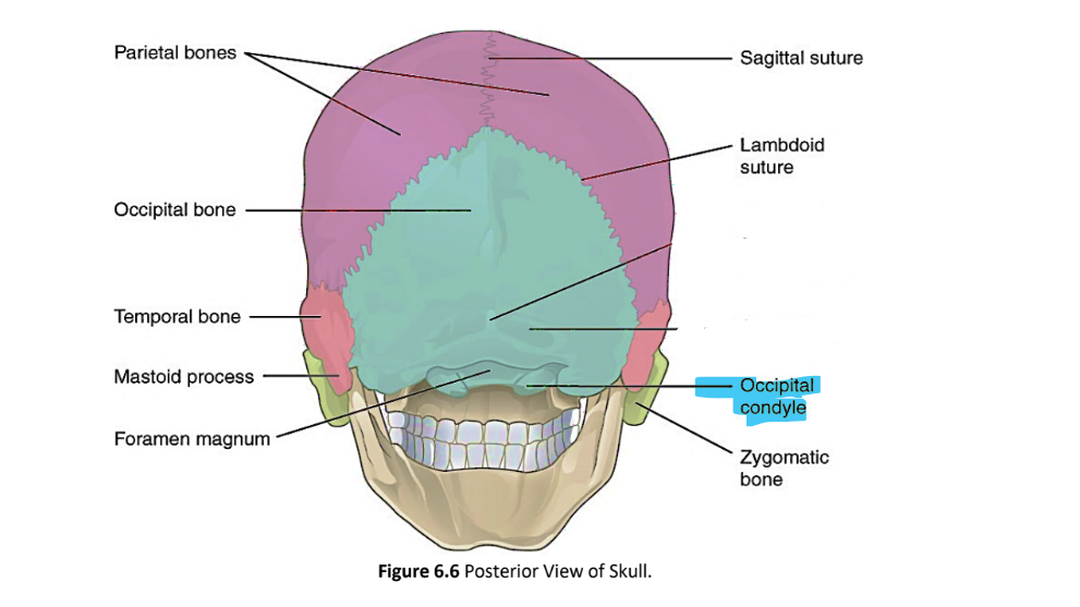 <p>occipital condyle</p>