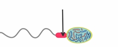 <p>Name and discuss the purpose of the region of sperm indicated by the arrow in the figure below</p>