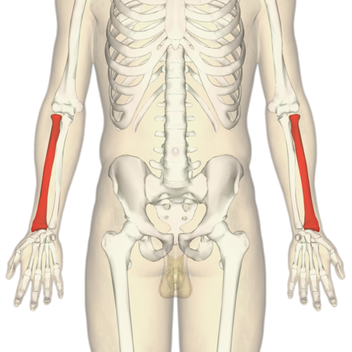lower arm bone on the thumb side