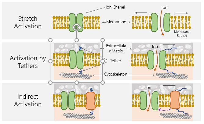 <p>Stretch activation: when stretch occurs the membrane pulls apart and physically opens the ion channel allowing ions to flow in and allowing for an action potential to be made</p><p>Activation by tehthers:&nbsp;<span><span>part of ion channel attached to extracellular matrix by tether which is attached to cytoskeleton, when extracellular matrix moves it pulld the tether opens ion channel</span></span></p><p><span><span>Indirect Activation: other protien connected by tethers and when thoes tethers get pulled, they can release a messenger like a g protein that opens the ion channel indirectly&nbsp;</span></span></p><p></p><p><span><span>ALL ARE MECHANICAL</span></span></p>