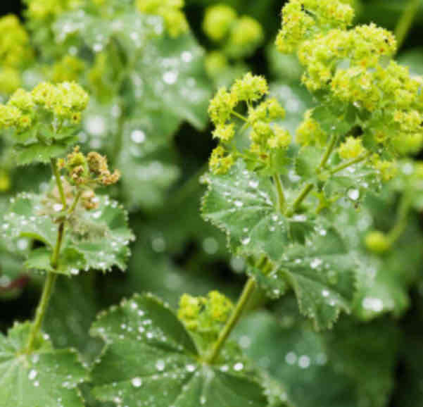 <p><span>Alchemilla mollis</span></p><p><span>Lady's Mantle</span></p>