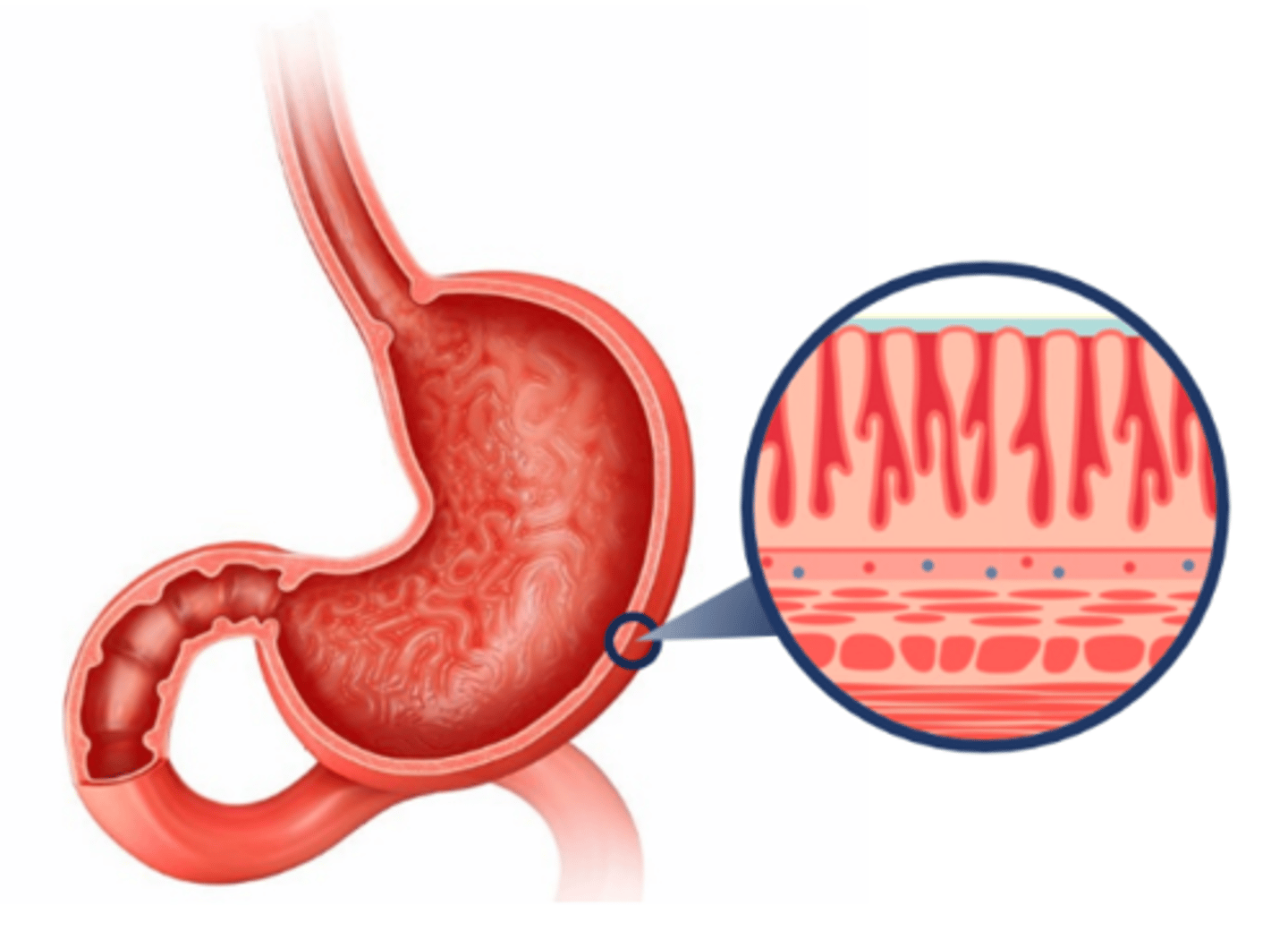 <p>a part of the body containing two or more tissues that function together for a specific purpose</p>