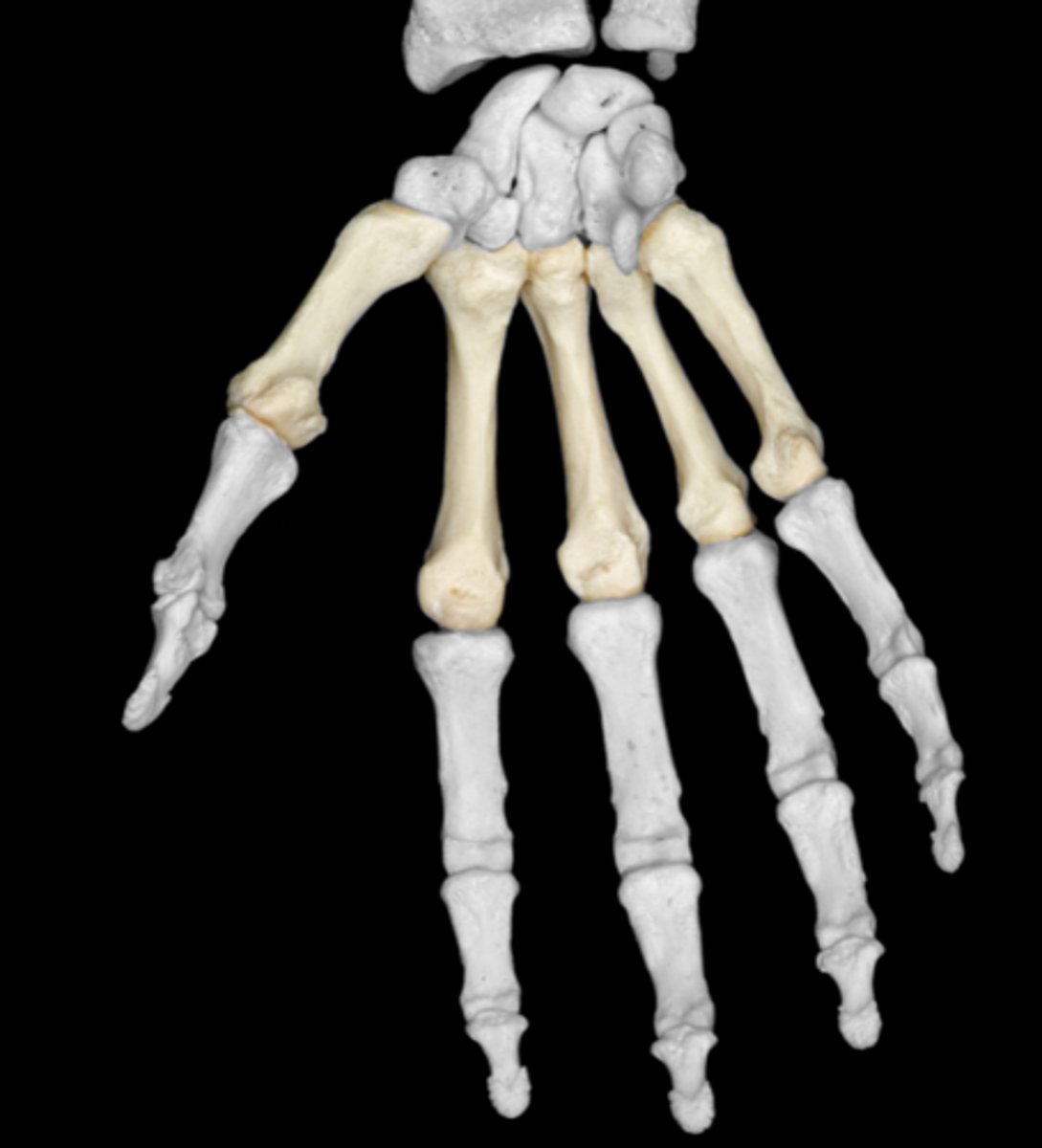 <p>5 long bones</p>