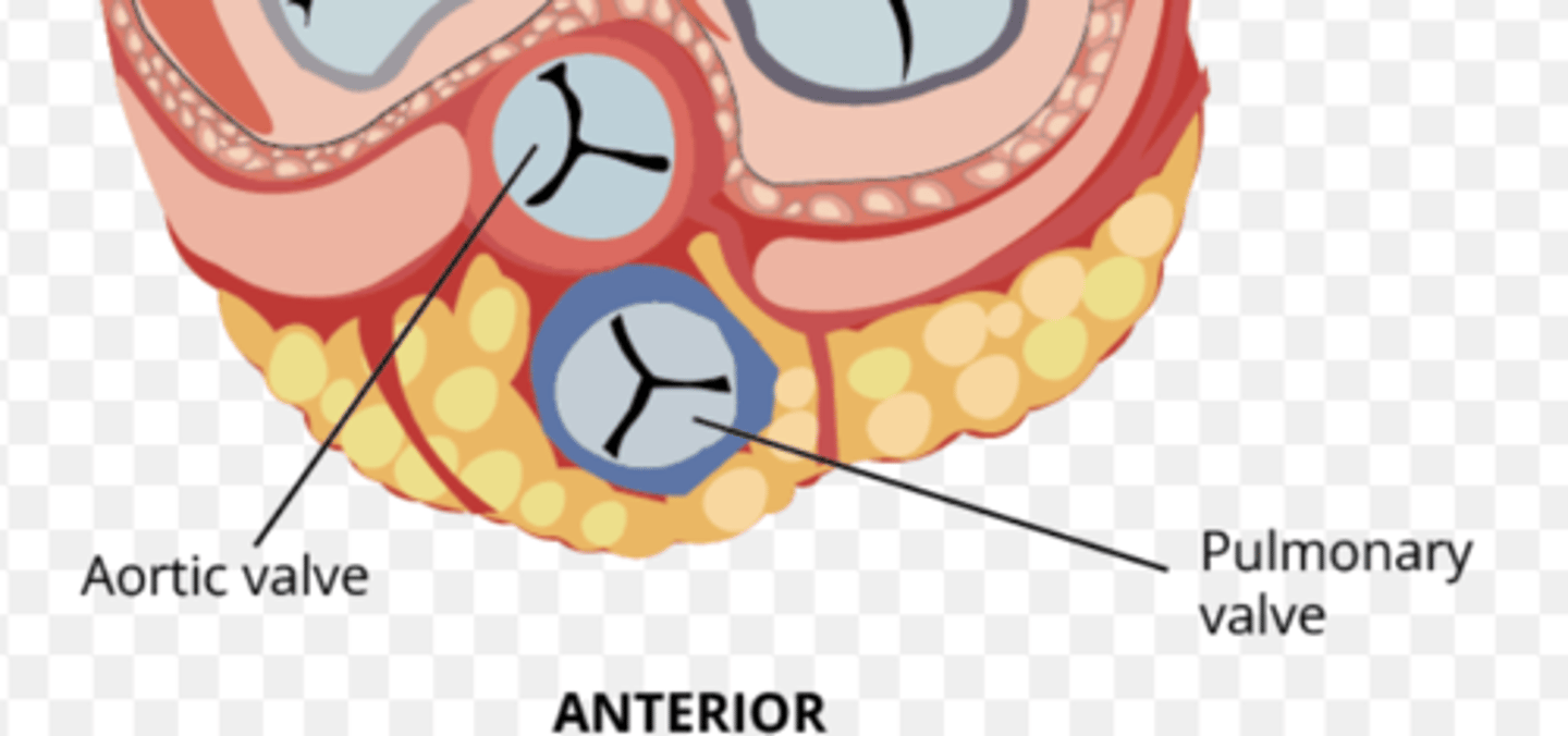 <p>The semilunar valves, supported by the cardiac skeleton, </p><p>preventing backflow.</p>