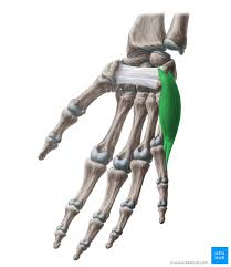 <ol><li><p>identify this muscle,</p></li></ol><p>2. its origin(s),</p><p>3. its insertion(s),</p><ol start="4"><li><p>action(s)</p></li></ol><p></p>