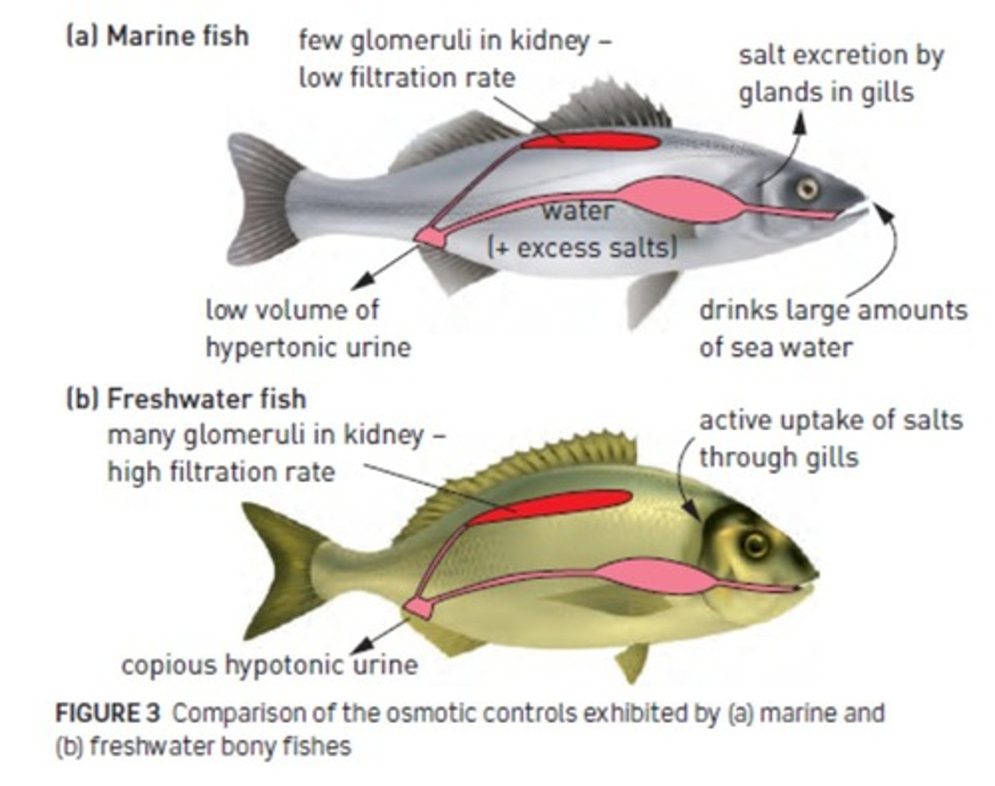 <p>They drink seawater, have a low kidney filtration rate, and excrete excess salt via gills.</p>