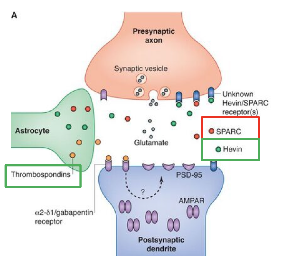 <p>Inhibe la synaptogenèse car antagoniste d’Helvin.</p>