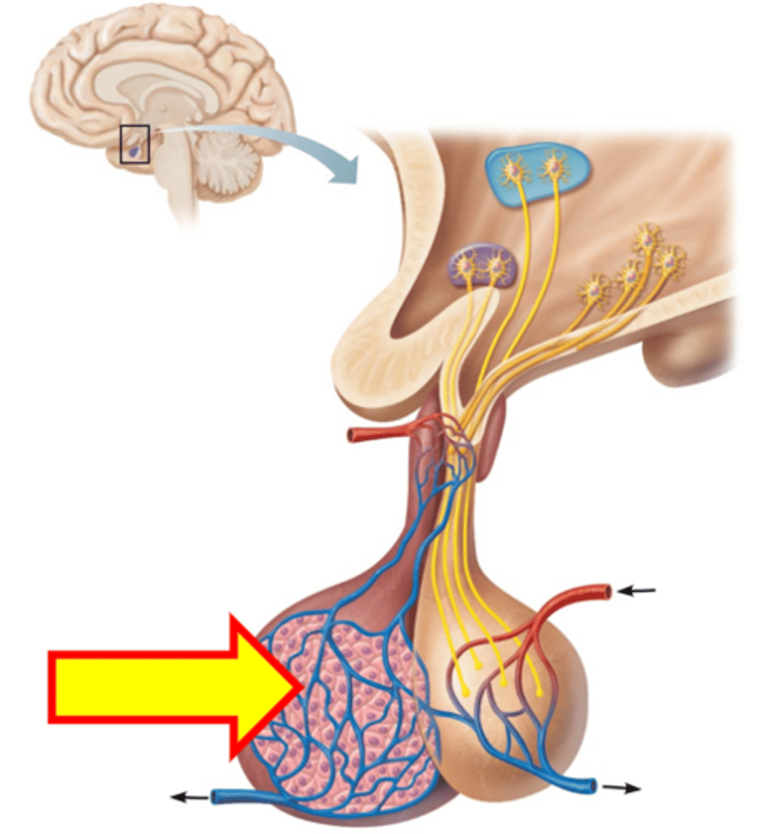 <p>Name just the part at the end of the arrow.</p>
