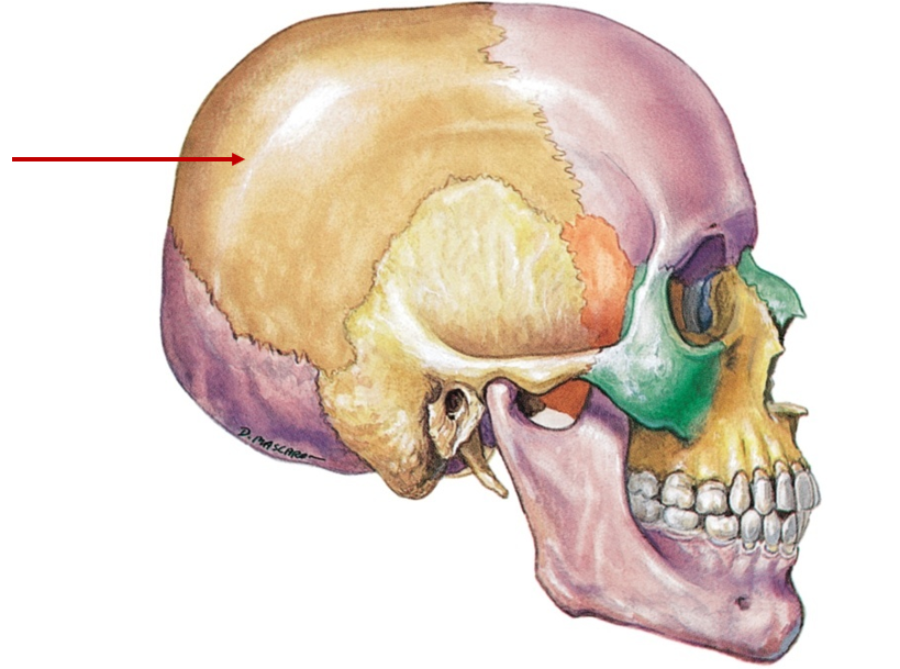 <p>Pair behind frontal (like parents watching over child)</p>