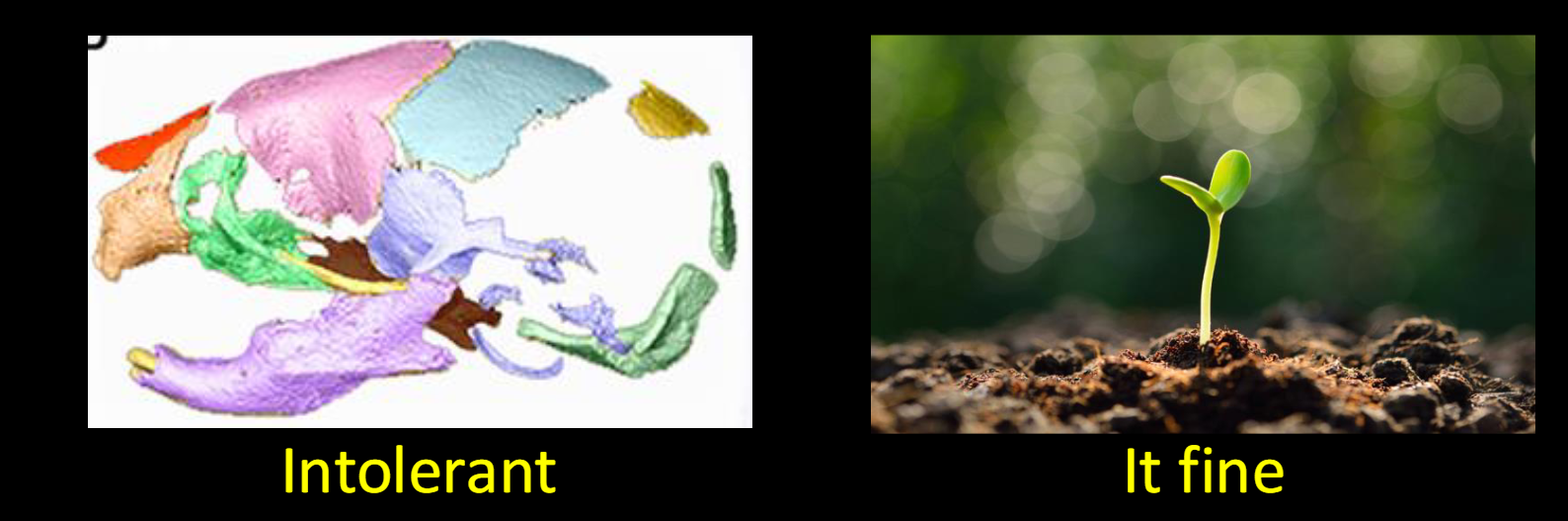 <p><span>Dosage effects: haploinsufficiency occurs when not only<br>the presence but the quantity of a particular gene alters<br>fitness</span></p><p><span><br>-greatest effect for genes important in development<br>-organisms with simple development tolerate variation in chromosome number much better than those with complex development</span></p>