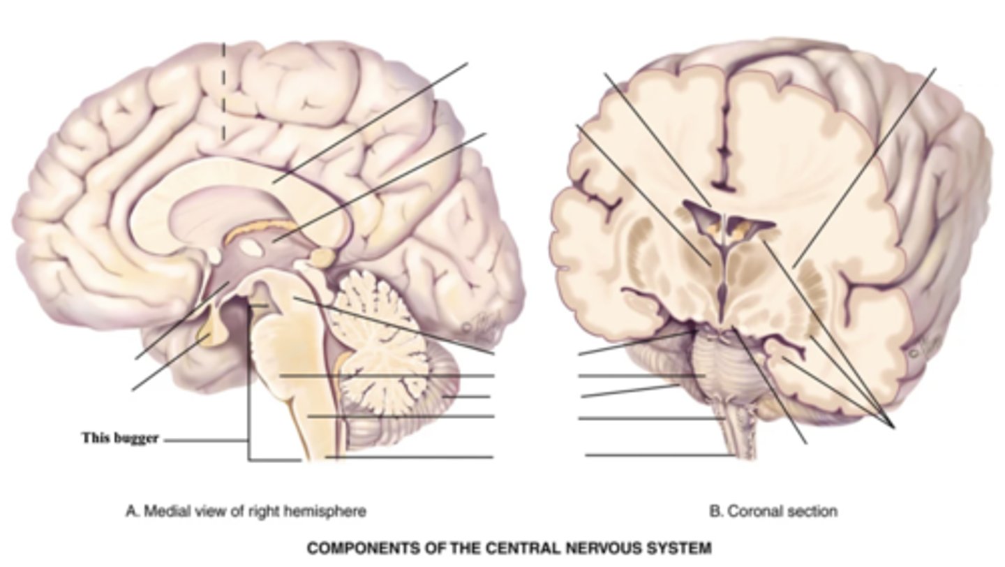 <p>- Midbrain</p><p>- Pons</p><p>- Medulla</p>