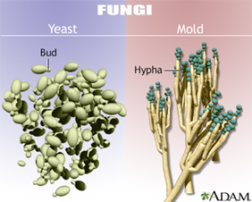 <p>When fungi spontaneously change appearance and behavior, like switching between <strong>yeast and mold forms</strong> (i.e., dimorphic fungi)</p><p>It helps them <strong>adapt quickly</strong> to the environment and <strong>evade the immune system</strong>.</p>