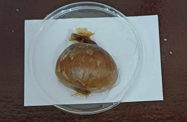 <p>Identify the:</p><p>Specimen used (Scientific and Common name)</p><p>Specialized leaf</p>