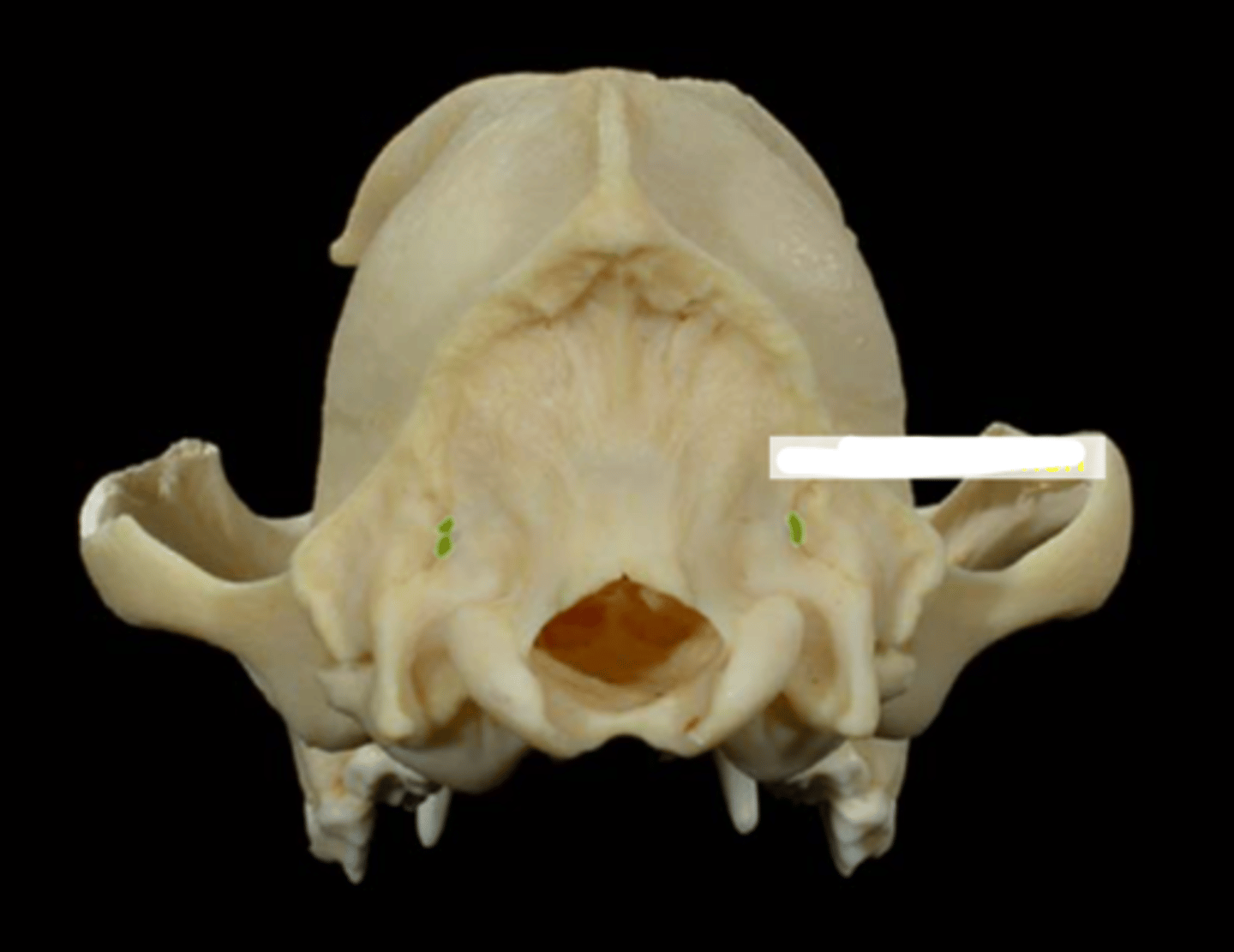 knowt flashcard image