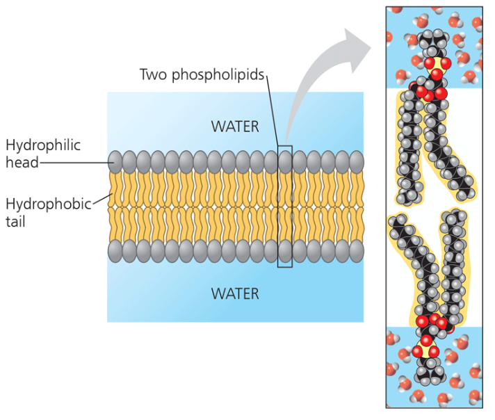 <p>Fluid Mosaic model </p>