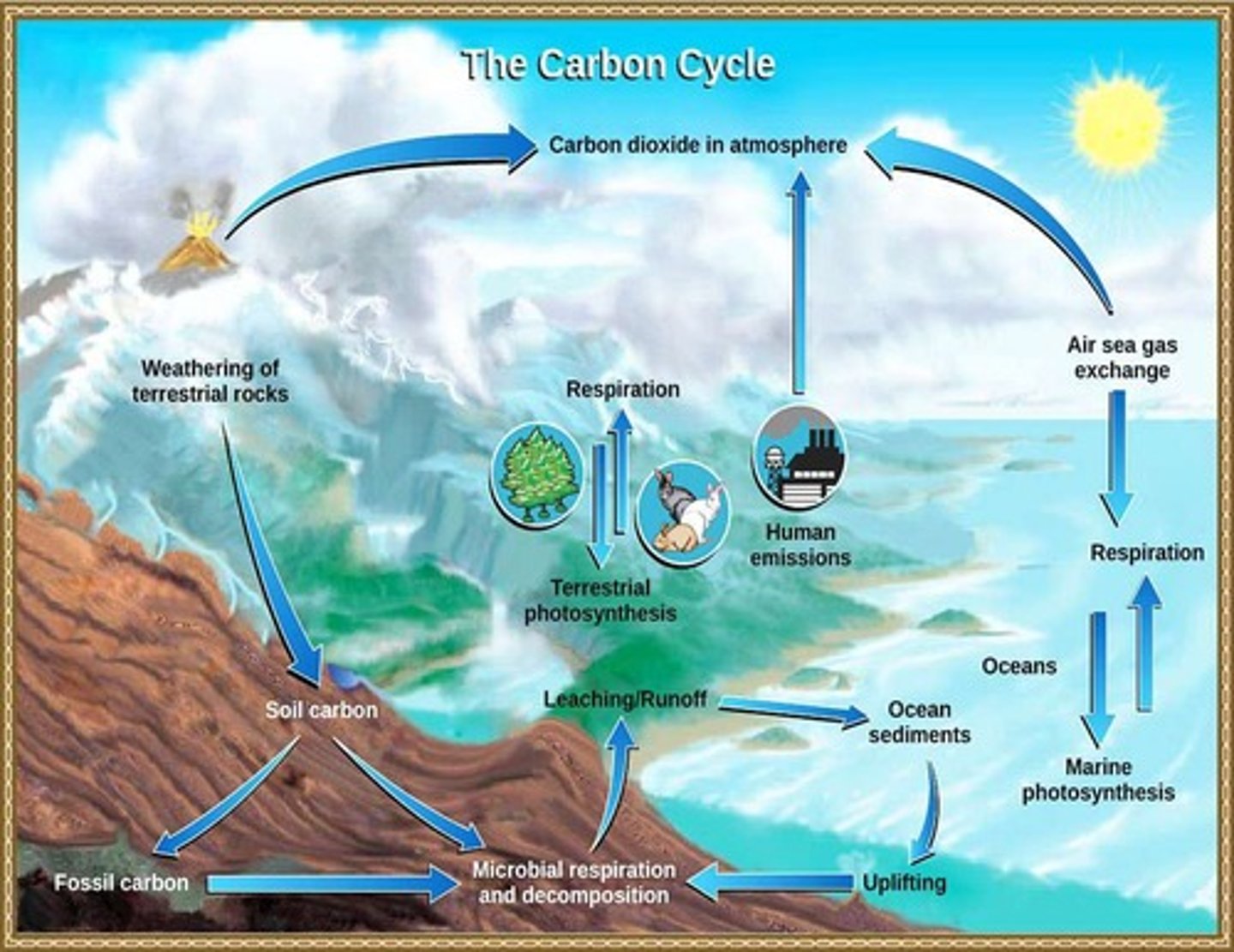 <p>Process of carbon movement between Earth systems.</p>