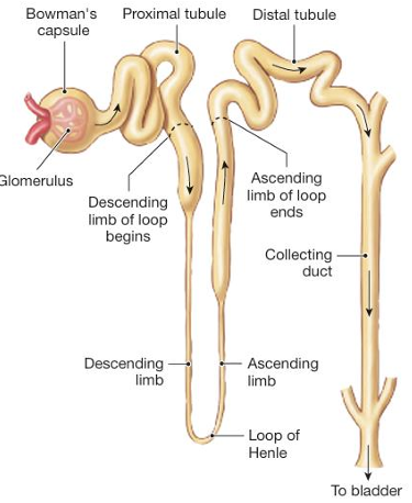 <ol><li><p>Glomerulus<br>– Blood is filtered here.</p></li></ol><ol><li><p>Bowman’s Capsule<br>– Surrounds the glomerulus and collects the filtrate.</p></li><li><p>Proximal Tubule<br>– First segment of the tubule where reabsorption begins.</p></li><li><p>Loop of Henle</p><ul><li><p>Thin descending limb</p></li><li><p>Thin ascending limb</p></li><li><p>Thick ascending limb<br>– Regulates concentration of urine via water and salt movement.</p></li></ul></li><li><p>Distal Tubule<br>– Performs further ion exchange and pH balance.</p></li><li><p>Collecting Duct<br>– Collects fluid from multiple nephrons; further concentrates urine.</p></li><li><p>Renal Pelvis<br>– Collects fluid from collecting ducts.</p></li><li><p>Ureter<br>– Transports urine from the kidney to the bladder for excretion.</p></li></ol><p></p>
