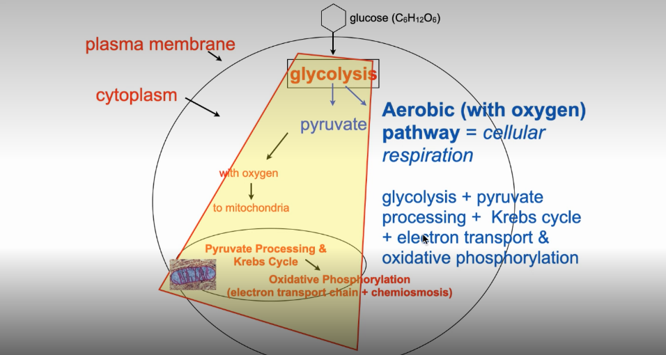 <ol><li><p>Glycolysis (cytosome)</p></li><li><p>Pyruvate Processing (mitochondrial matrix)</p></li><li><p>Citric Acid Cycle/Krebs Cycle (mitochondrial matrix)</p></li><li><p>Electron Transport Chain AKA Oxidative Phosphorylation &amp; Chemiosis (inner mitochondrial membrane)</p></li></ol><p></p>